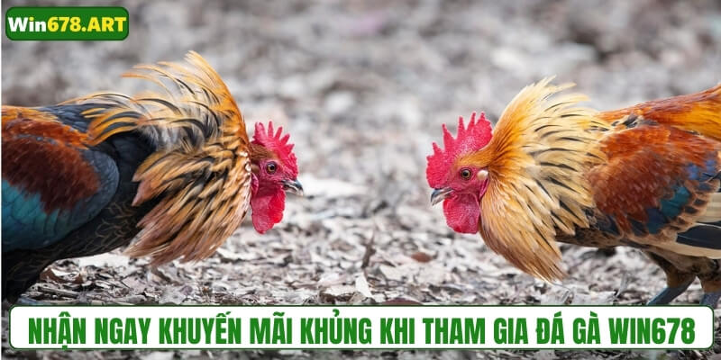 Nhận ngay khuyến mãi khủng khi tham gia đá gà WIN678