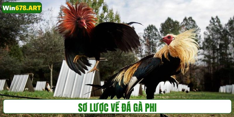 Nắm bắt thông tin tổng quan về đá gà phi